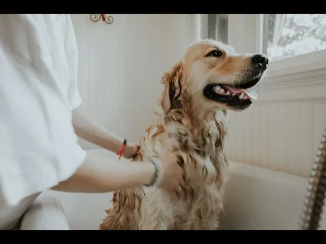 Un golden retriever debout calmement dans le bain de toilettage pendant qu'on le lave.