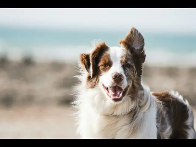 Un border collie aux oreilles dressées, tout souriant sur une plage de sable.